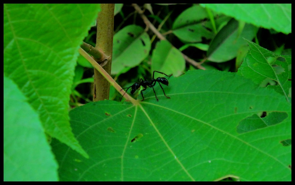Detail Bullet Ants Wikipedia Nomer 36