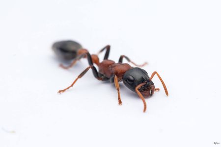 Detail Bullet Ants Wikipedia Nomer 37