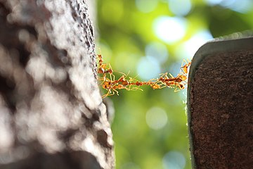 Detail Bullet Ants Wikipedia Nomer 39