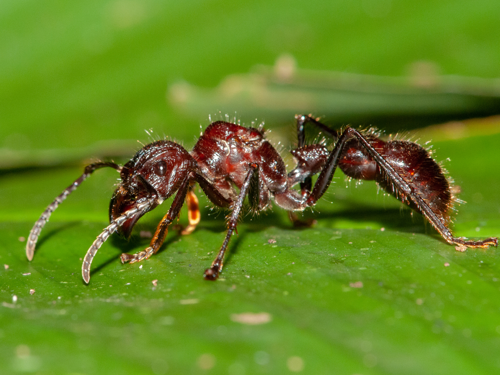 Detail Bullet Ants Wikipedia Nomer 40