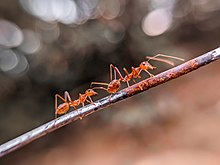 Detail Bullet Ants Wikipedia Nomer 42