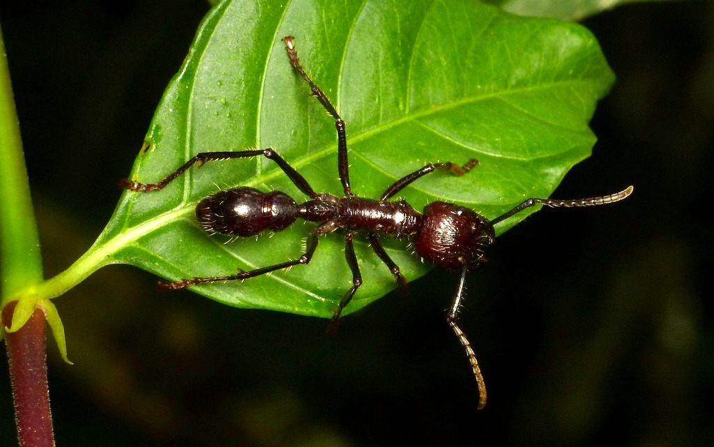 Detail Bullet Ants Wikipedia Nomer 44