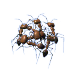 Detail Bullet Ants Wikipedia Nomer 45
