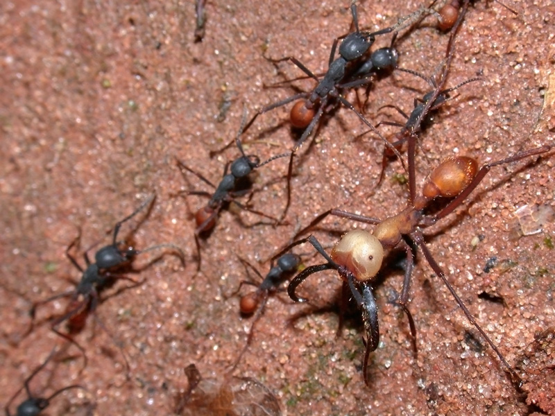 Detail Bullet Ants Wikipedia Nomer 47