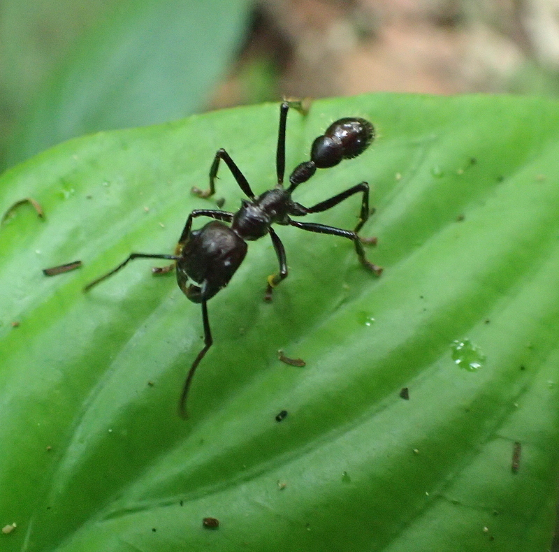 Detail Bullet Ants Wikipedia Nomer 48