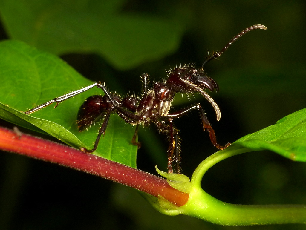Detail Bullet Ants Wikipedia Nomer 49