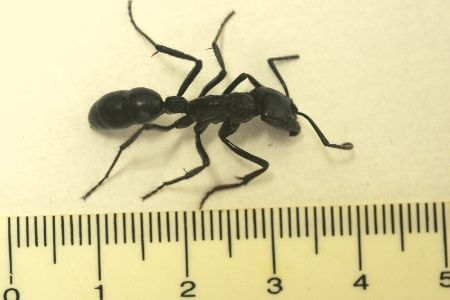 Detail Bullet Ants Wikipedia Nomer 53