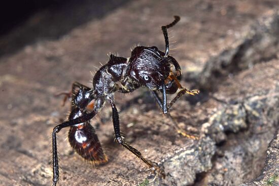 Detail Bullet Ants Wikipedia Nomer 8