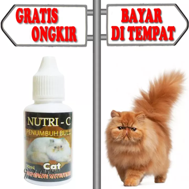 Detail Bulu Kucing Rontok Botak Nomer 23