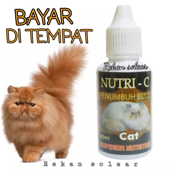 Detail Bulu Kucing Rontok Botak Nomer 33