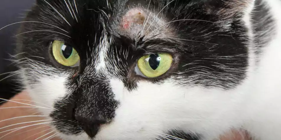 Detail Bulu Kucing Rontok Botak Nomer 9