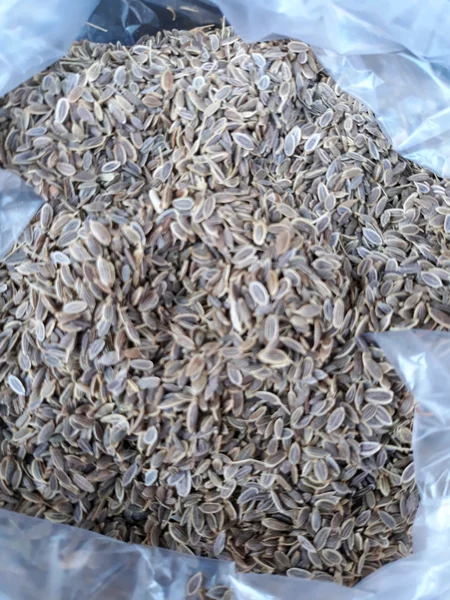 Detail Bumbu Dapur Adas Nomer 24