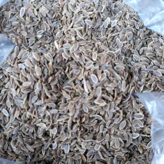 Detail Bumbu Dapur Adas Nomer 55