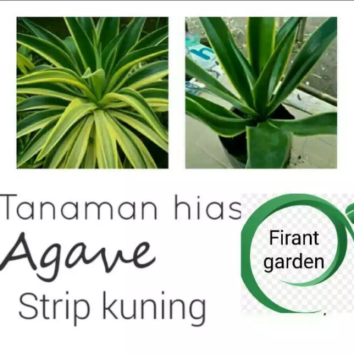 Detail Bunga Agave Kuning Nomer 48