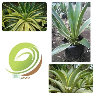 Detail Bunga Agave Kuning Nomer 54