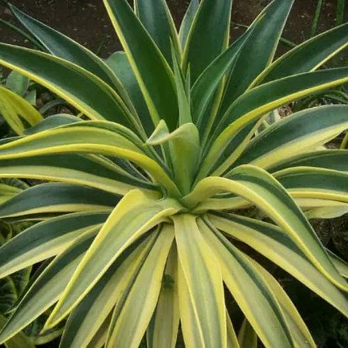 Detail Bunga Agave Kuning Nomer 6