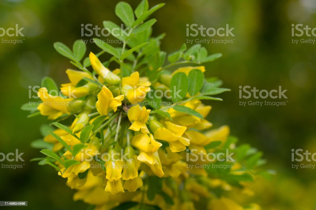 Detail Bunga Akasia Kuning Nomer 27
