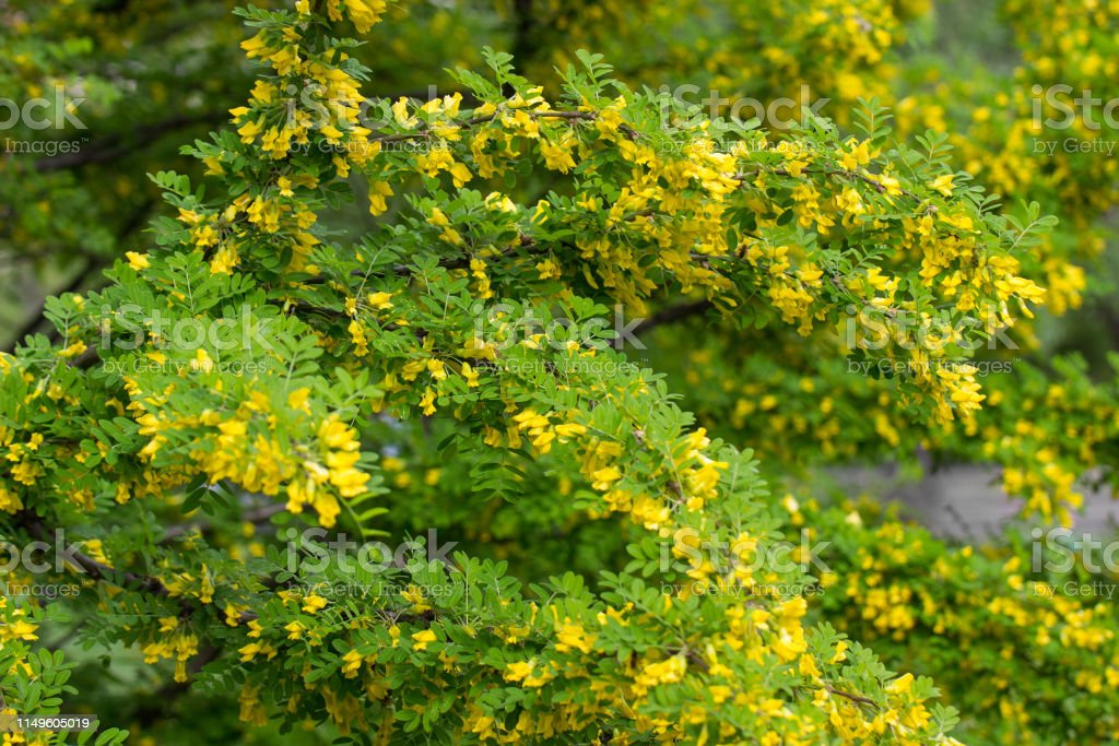 Detail Bunga Akasia Kuning Nomer 32