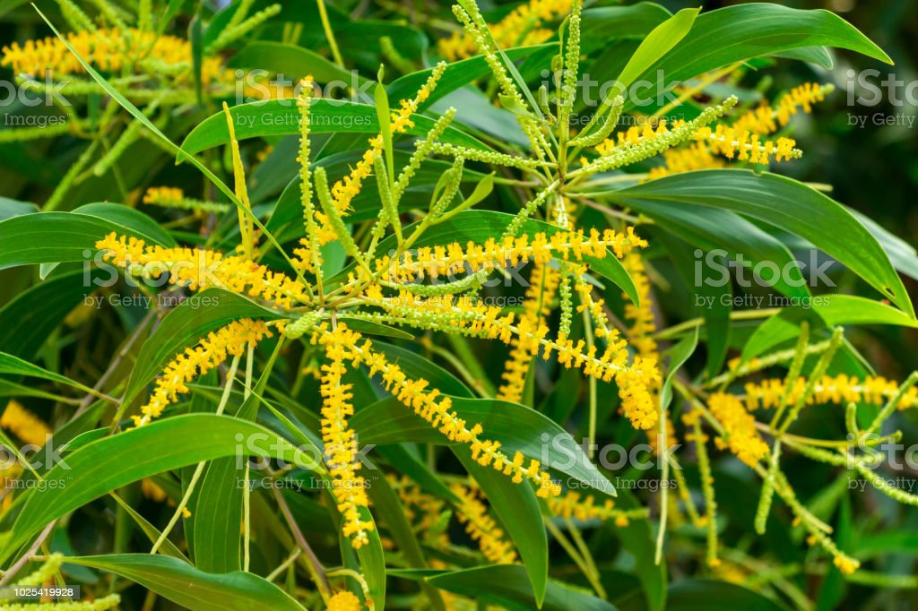 Detail Bunga Akasia Kuning Nomer 38