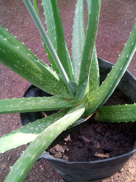 Detail Bunga Aloe Vera Nomer 26