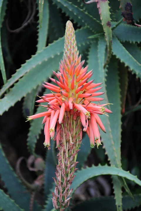 Detail Bunga Aloe Vera Nomer 29