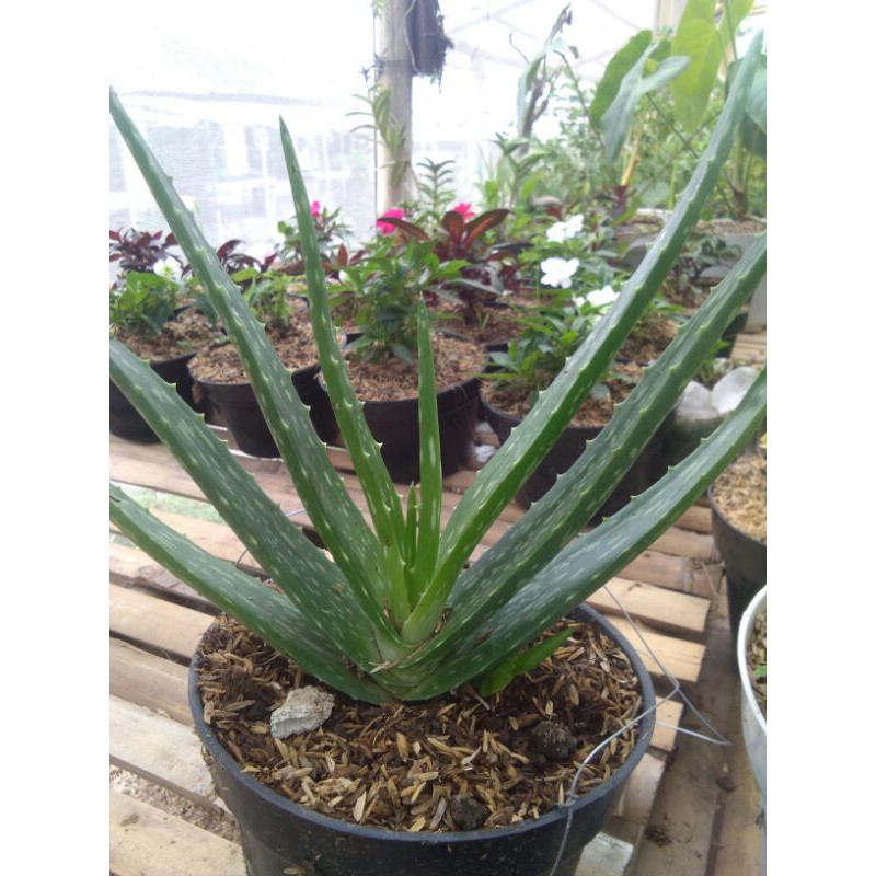 Detail Bunga Aloe Vera Nomer 48