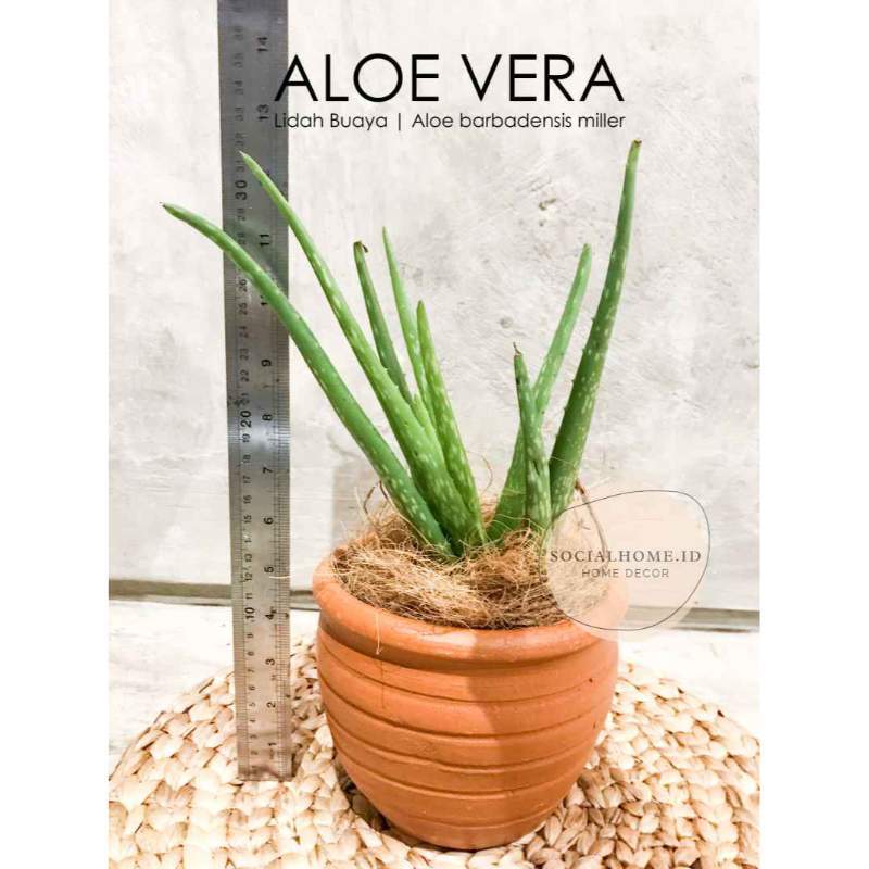 Detail Bunga Aloe Vera Nomer 54