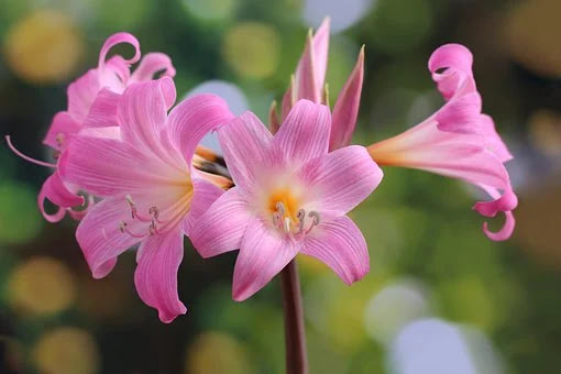 Detail Bunga Amarilis Pink Nomer 30