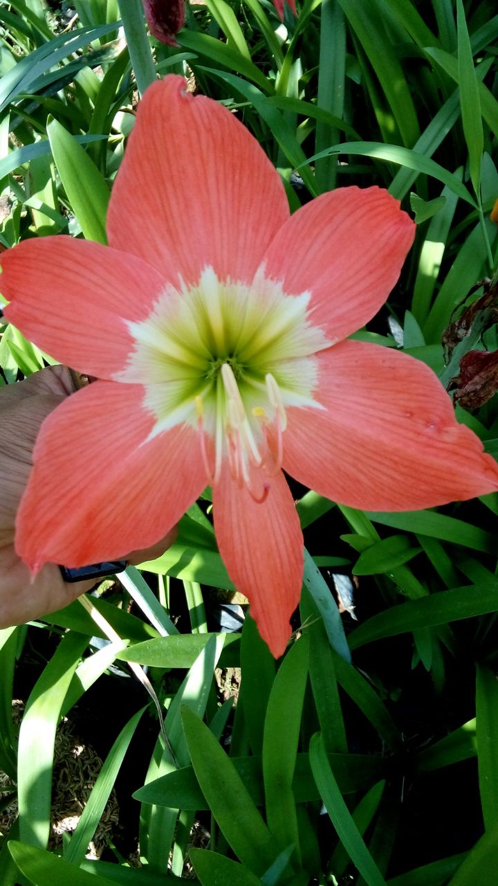 Detail Bunga Amarilis Pink Nomer 31