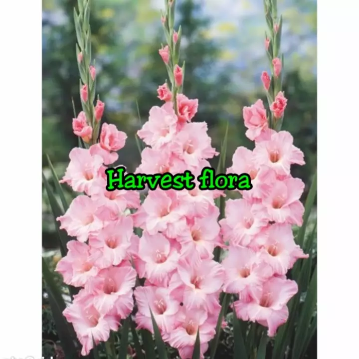 Detail Bunga Amarilis Pink Nomer 32