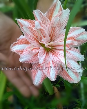 Detail Bunga Amarilis Pink Nomer 42