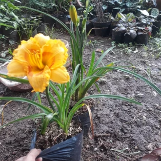 Detail Bunga Amarilis Ungu Nomer 30