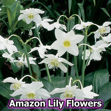 Detail Bunga Amazon Lily Nomer 12