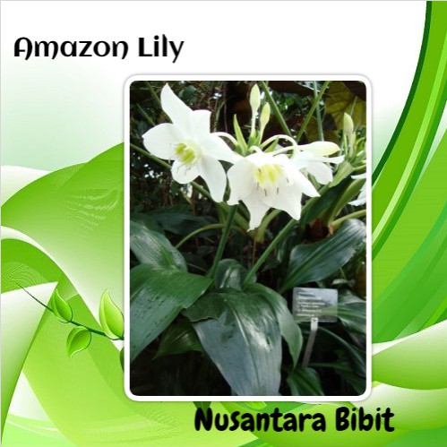 Detail Bunga Amazon Lily Nomer 26