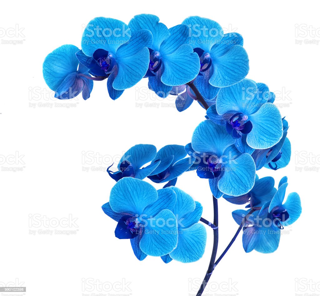 Detail Bunga Anggrek Biru Nomer 50