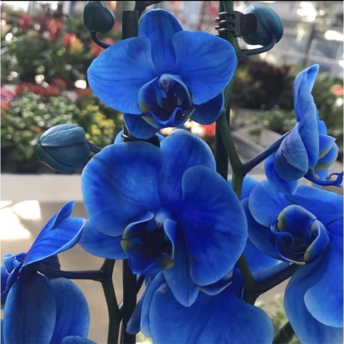 Detail Bunga Anggrek Bulan Biru Nomer 19