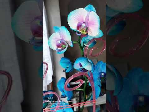Detail Bunga Anggrek Bulan Biru Nomer 22