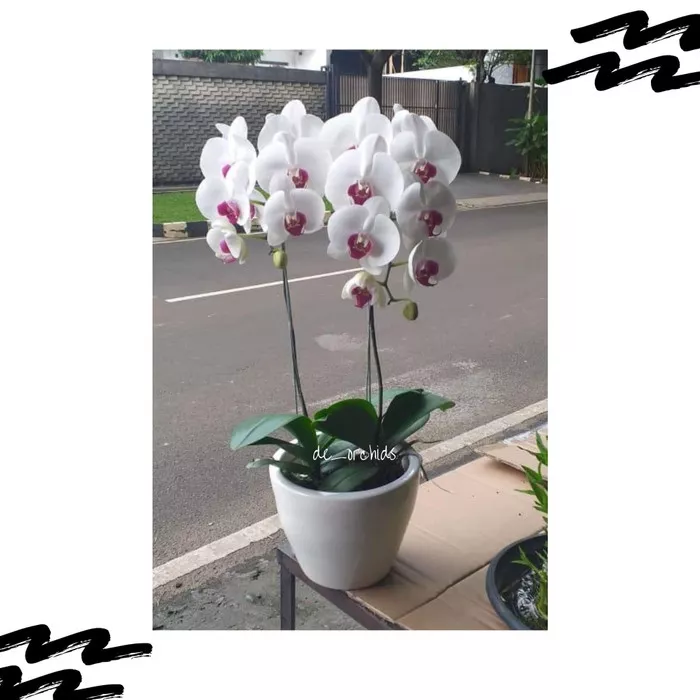 Detail Bunga Anggrek Bulan Putih Nomer 28