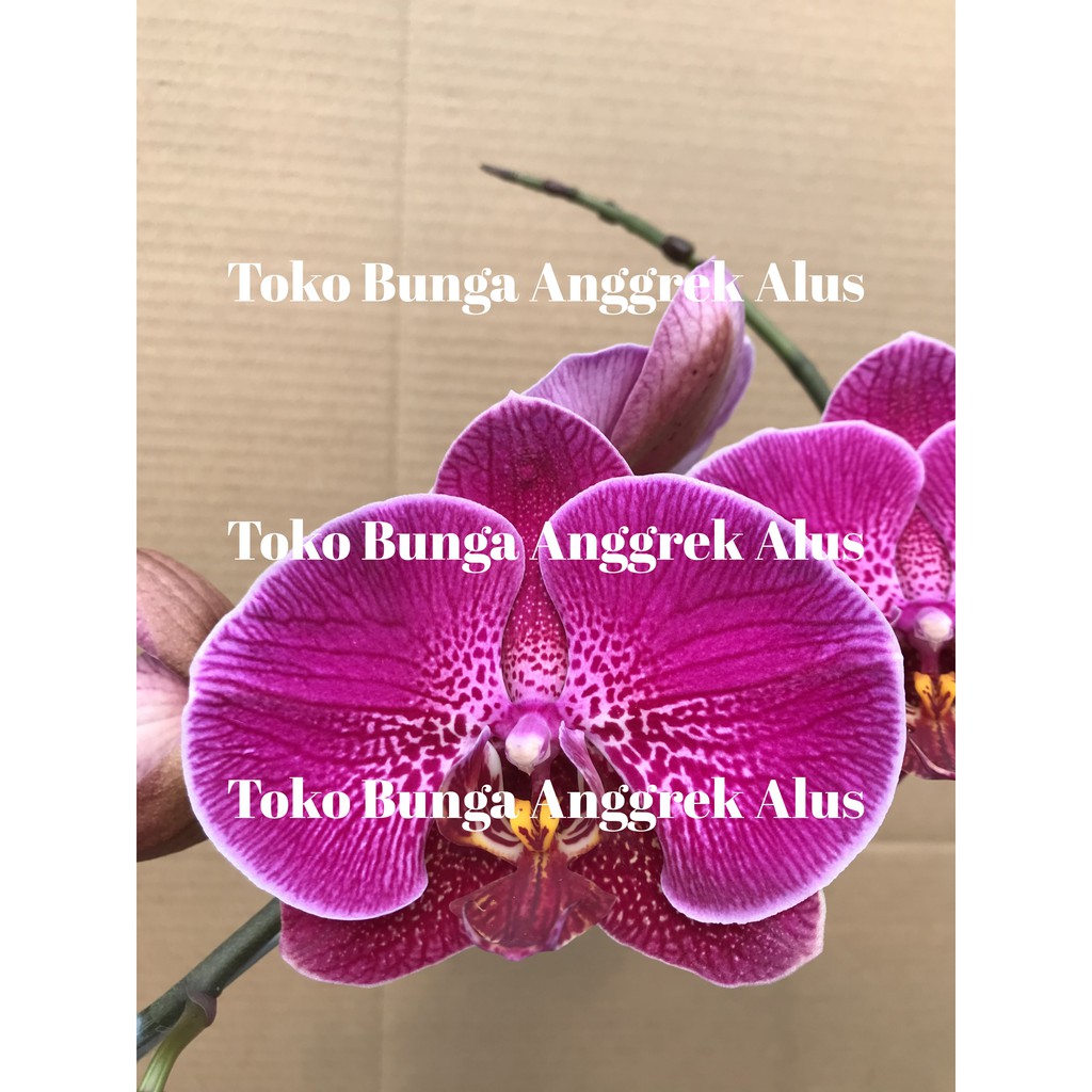 Detail Bunga Anggrek Bulan Ungu Nomer 39