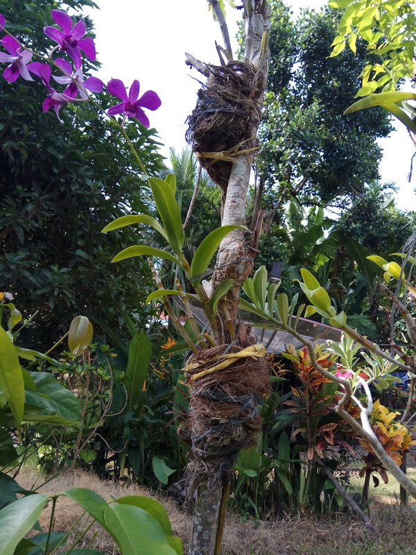 Detail Bunga Anggrek Di Pohon Nomer 45