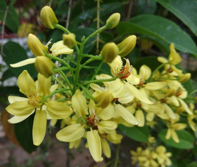 Detail Bunga Anggrek Kuning Nomer 46