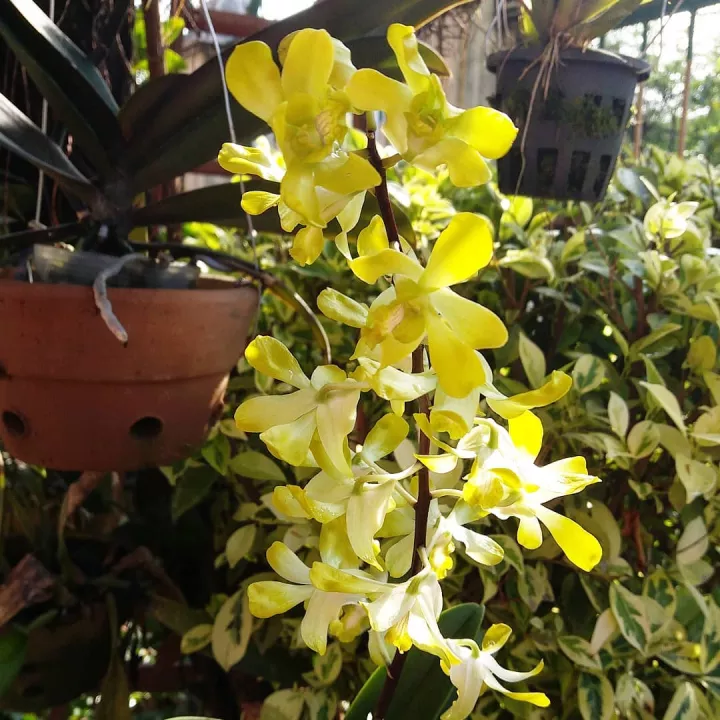 Detail Bunga Anggrek Kuning Nomer 48