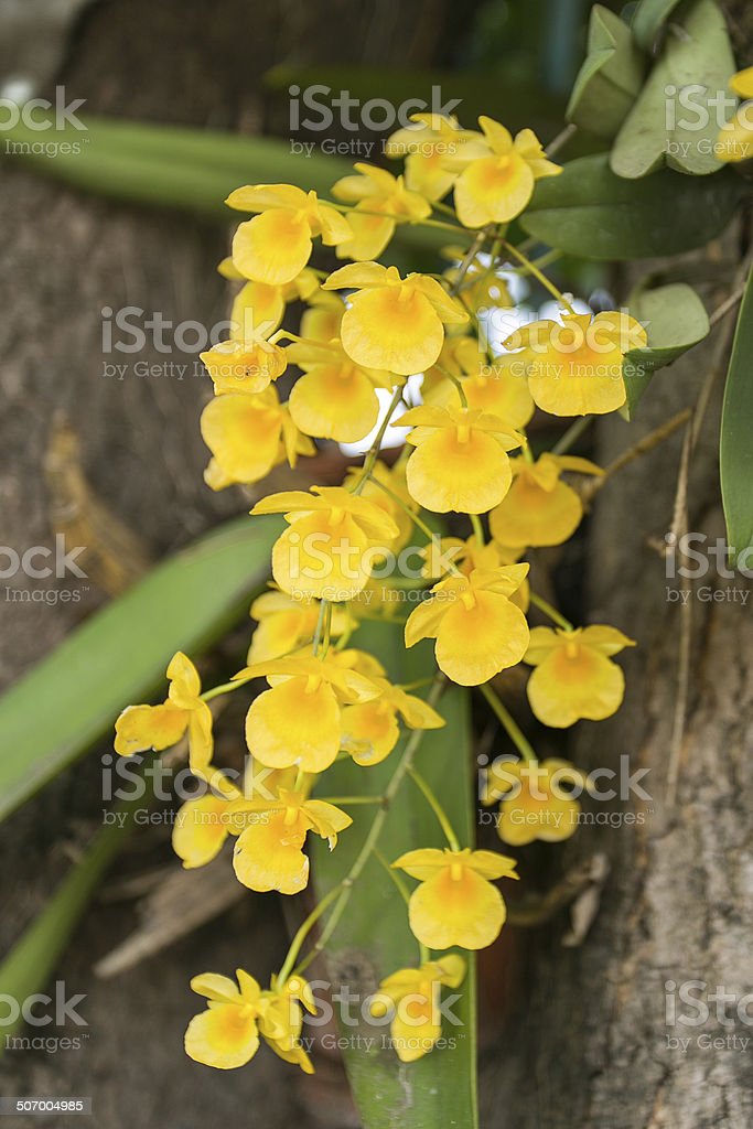 Detail Bunga Anggrek Kuning Nomer 10