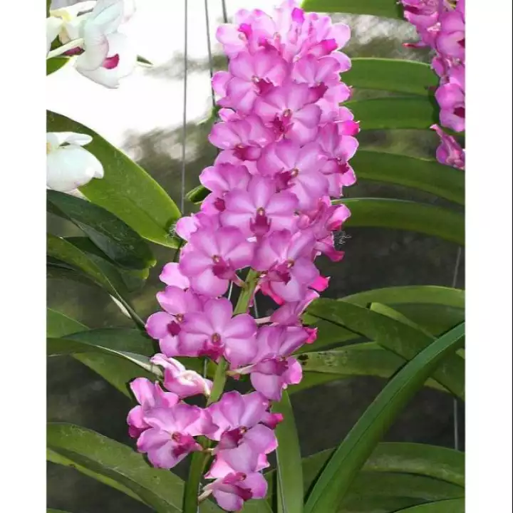 Detail Bunga Anggrek Pink Nomer 27