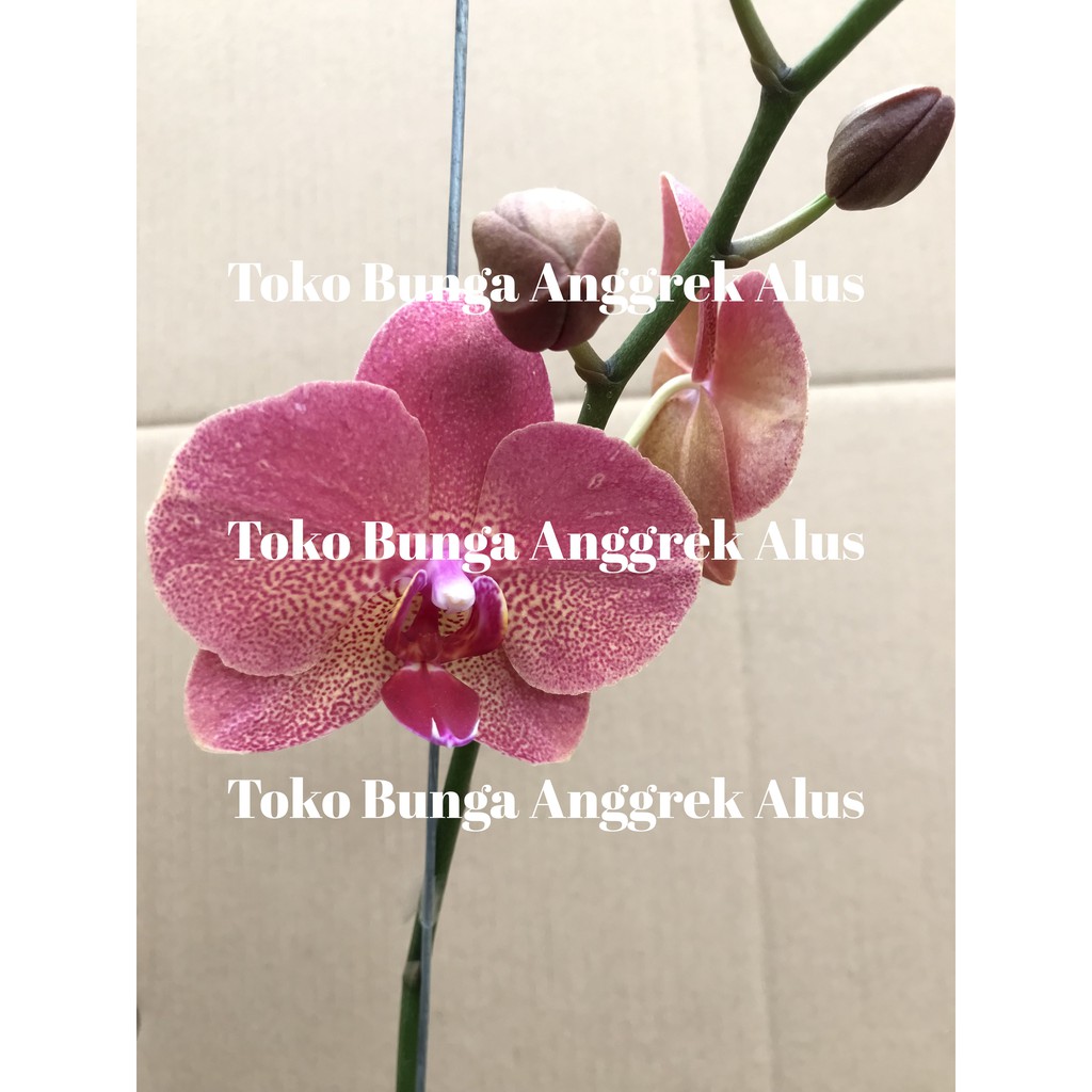 Detail Bunga Anggrek Pink Nomer 47