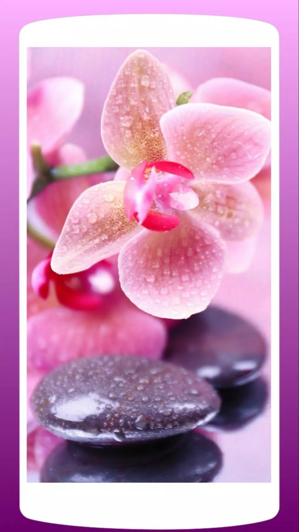Detail Bunga Anggrek Wallpaper Nomer 23
