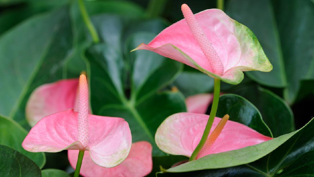 Detail Bunga Anthurium Pink Nomer 2