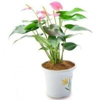 Detail Bunga Anthurium Pink Nomer 17