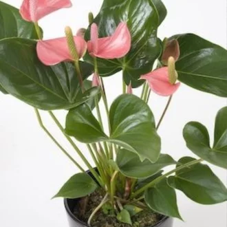 Detail Bunga Anthurium Pink Nomer 39