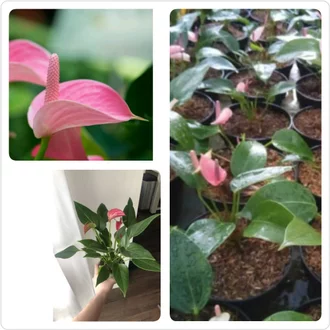 Detail Bunga Anthurium Pink Nomer 47